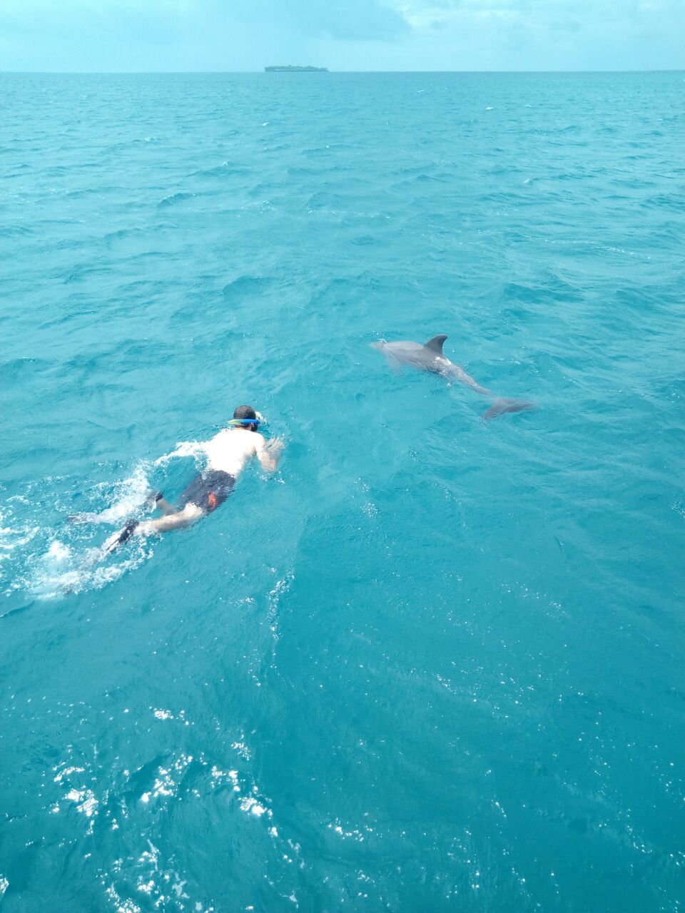 Tourist Snorkeling Along Dolphin